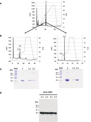 Binding Specificity of Native Odorant-Binding Protein Isoforms Is Driven by Phosphorylation and O-N-Acetylglucosaminylation in the Pig Sus scrofa